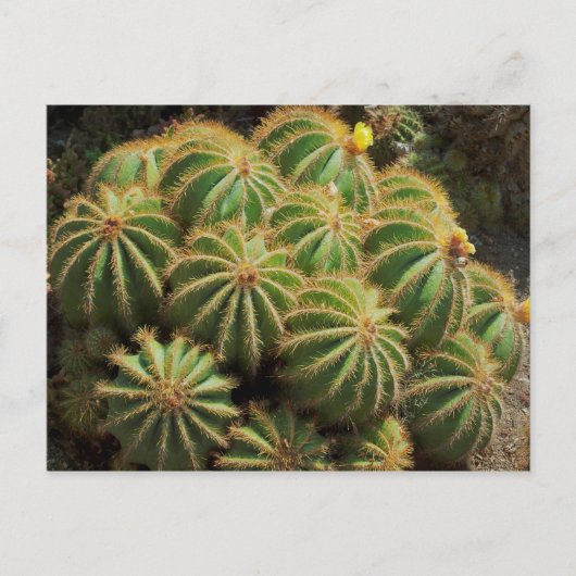 Barrel Cactus Briefkaart (Voorkant)