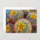 Barrel cactus close-up, Californië Briefkaart (Voorkant / Achterkant)