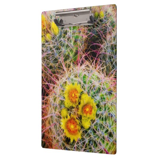 Barrel cactus close-up, Californië Klembord (Links)