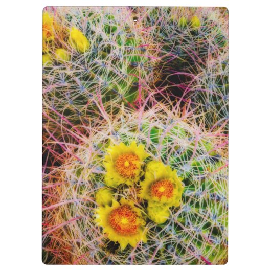 Barrel cactus close-up, Californië Klembord (Achterkant)