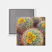 Barrel cactus close-up, Californië Magneet (Voorkant / Achterkant)