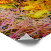 Barrel cactus close-up, Californië Poster (Hoek)