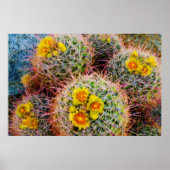 Barrel cactus close-up, Californië Poster (Voorkant)