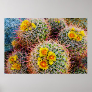 Barrel cactus close-up, Californië Poster