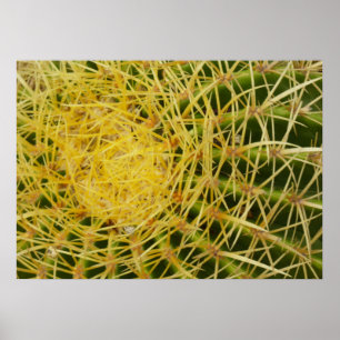 Barrel Cactus Closeup Natuur Fotografie Poster
