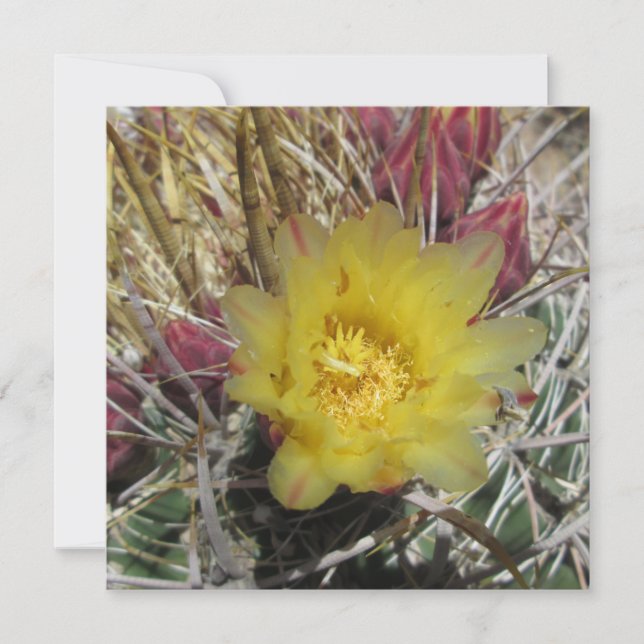 Barrel Cactus Fishhaakgeel (Voorkant)