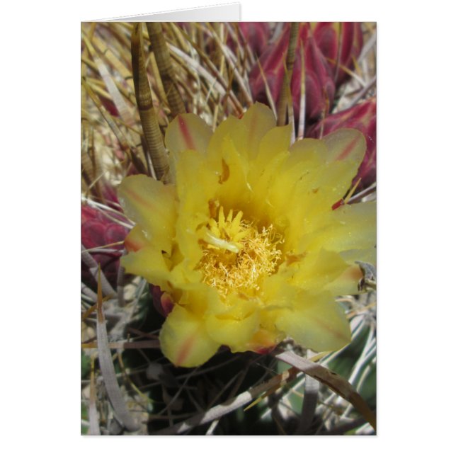 Barrel Cactus Fishhaakgeel (Voorkant)