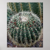 Barrel Cactus Foto Mexico - zuidwest Cacti Poster (Voorkant)