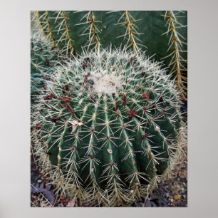 Barrel Cactus Foto Mexico - zuidwest Cacti Poster