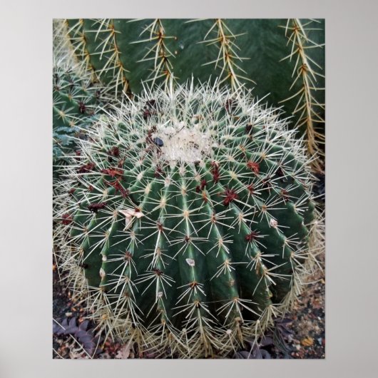 Barrel Cactus Foto Mexico - zuidwest Cacti Poster (Voorkant)