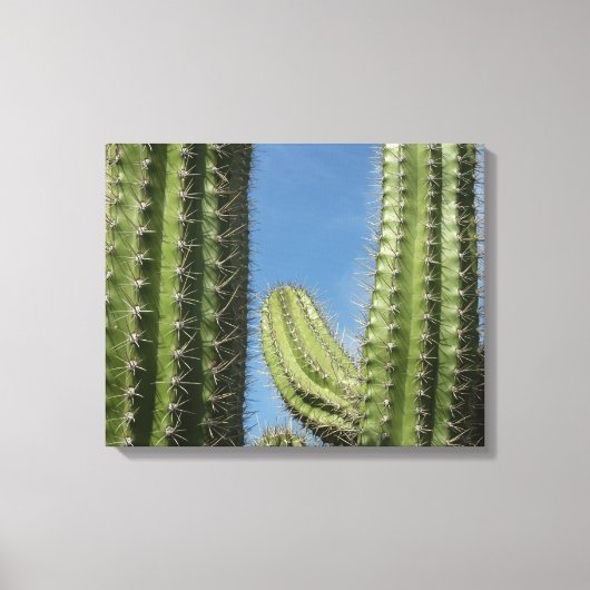 Barrel Cactus I Desert Foto Canvas Afdruk (Voorkant)