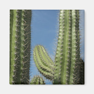 Barrel Cactus I Desert Foto Magneet