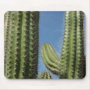 Barrel Cactus I Desert Foto Muismat