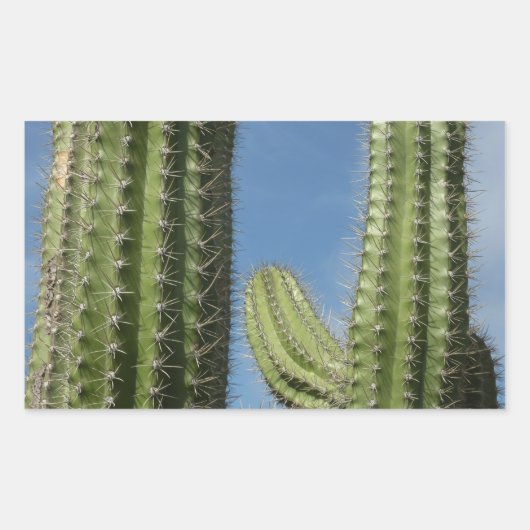 Barrel Cactus I Desert Foto Rechthoekige Sticker (Voorkant)