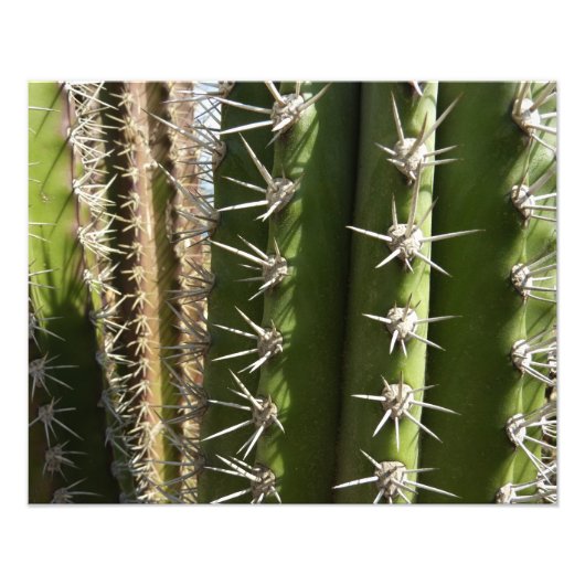 Barrel Cactus II Desert Natuur Foto Afdruk (Voorkant)