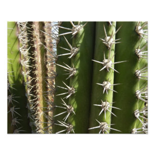 Barrel Cactus II Desert Natuur Foto Foto Afdruk