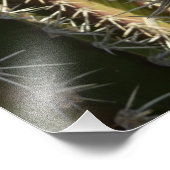 Barrel Cactus II Desert Natuur Foto Foto Afdruk (Hoek)