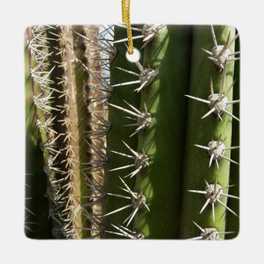 Barrel Cactus II Desert Natuur Foto Keramisch Ornament (Voorkant)