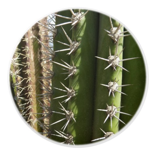 Barrel Cactus II Desert Natuur Foto Keramische Knop (Voorkant)