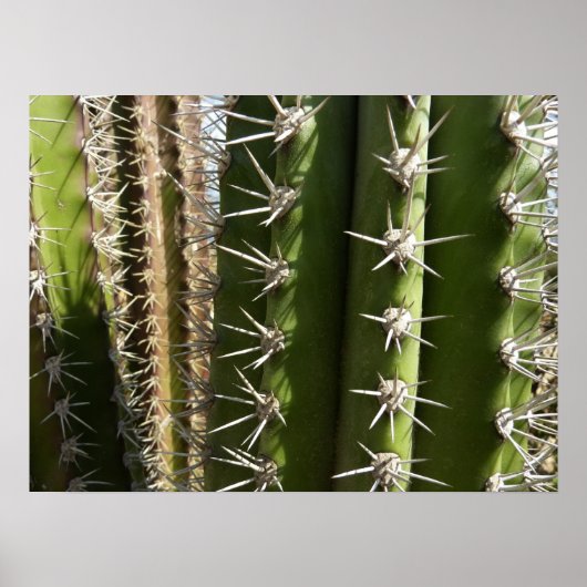 Barrel Cactus II Desert Natuur Foto Poster (Voorkant)