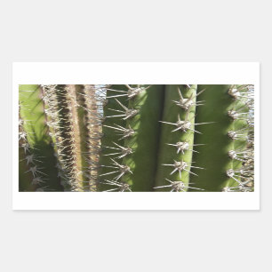 Barrel Cactus II Desert Natuur Foto Rechthoekige Sticker