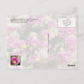 Barrel cactus in bloom, Sonoran Desert, Arizona Briefkaart (Achterkant)