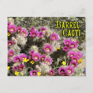 Barrel cactus in bloom, Sonoran Desert, Arizona Briefkaart