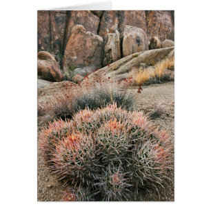 Barrel Cactus in Californië