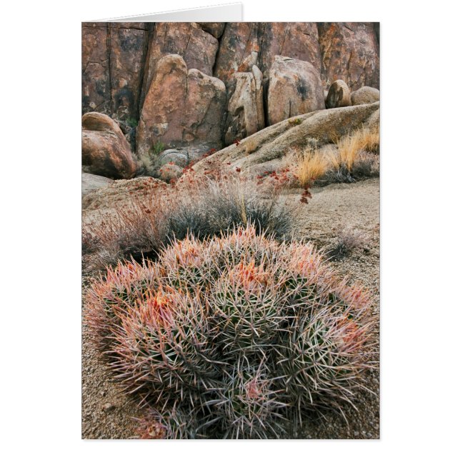 Barrel Cactus in Californië (Voorkant)