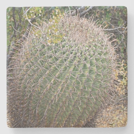 Barrel-cactus in de woestijn, Arizona, onderzetter (Voorkant)