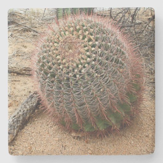 Barrel-cactus in de woestijn, Arizona, onderzetter (Voorkant)