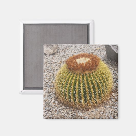 Barrel Cactus Magneet (Voorkant / Achterkant)