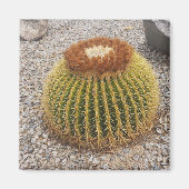 Barrel Cactus Magneet (Voorkant)