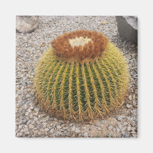 Barrel Cactus Magneet