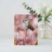 Barrel Cactus Roosting Briefkaart (Staand voorkant)