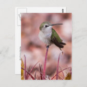 Barrel Cactus Roosting Briefkaart (Voorkant / Achterkant)