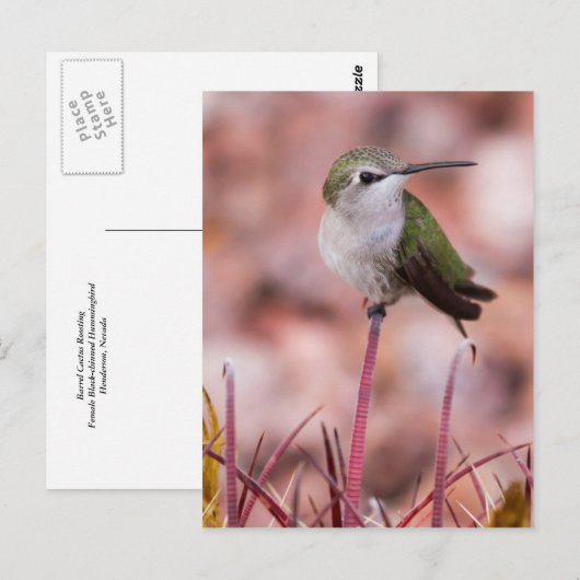 Barrel Cactus Roosting Briefkaart (Voorkant / Achterkant)