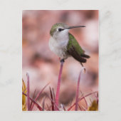 Barrel Cactus Roosting Briefkaart (Voorkant)