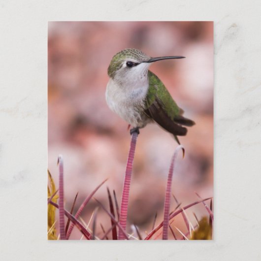 Barrel Cactus Roosting Briefkaart (Voorkant)