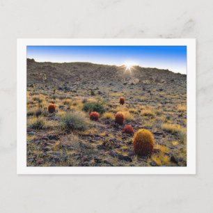 Barrel Cactus Wake Up Call beroemd gemaakt door Briefkaart
