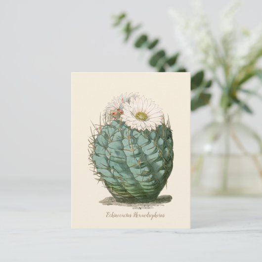 Barrel Cactus White Flower Briefkaart (Staand voorkant)