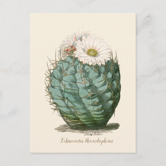 Barrel Cactus White Flower Briefkaart (Voorkant)