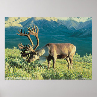 Barren Ground Cariou Poster