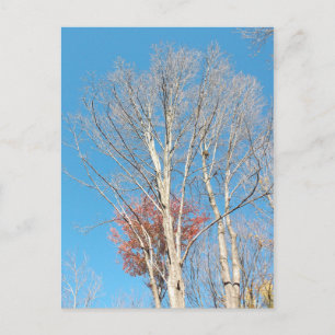 Barren Trees Briefkaart