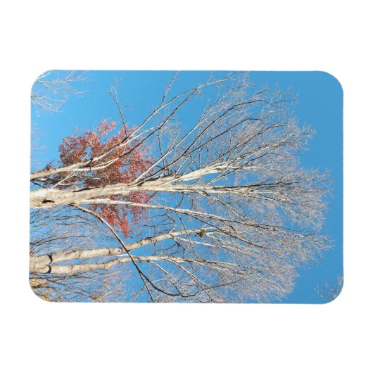 Barren Trees Magneet (Horizontaal)