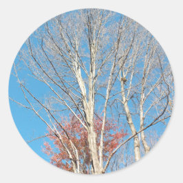 Barren Trees Ronde Sticker