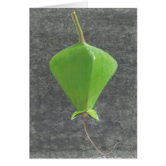 Barringtonia Acutangula (Voorkant)