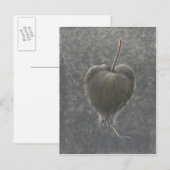 Barringtonia Acutangula 2 Briefkaart (Voorkant / Achterkant)