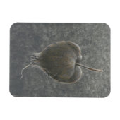 Barringtonia Acutangula 2 Magneet (Horizontaal)