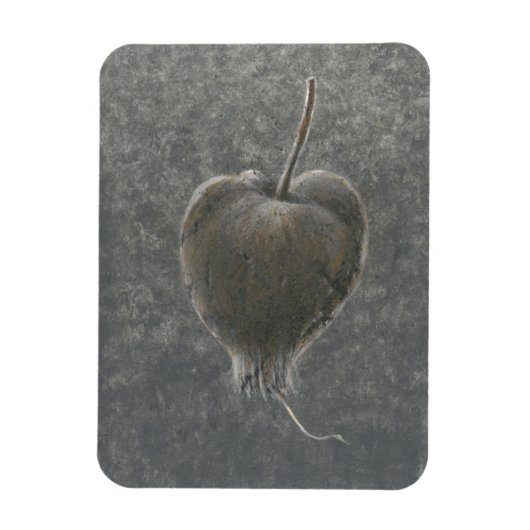 Barringtonia Acutangula 2 Magneet (Verticaal)